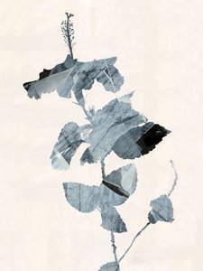 Hibiszkuszvirág – absztrakt alkotó: cartissi