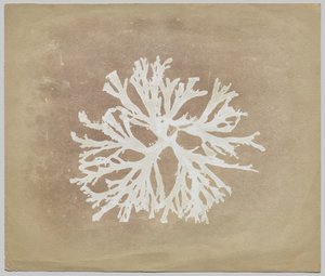 Algák alkotó: circle of William Henry Fox Talbot