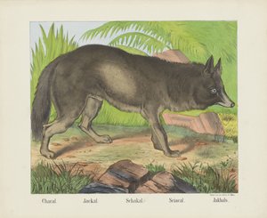 Chacal. / Sakál. / Schakal. / Sciacal. / Jakhals (cím a tárgyon)