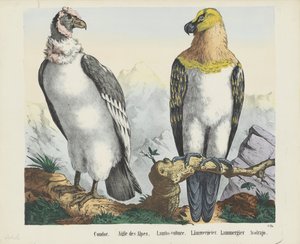Kondorkeselyű. / Alpesi sas. / Bárány-keselyű. / báránykeselyű. / Lammergier / Avolrajo (cím a tárgyon)