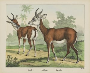 Gazella. / Antilop. / Gazella (cím a tárgyon)