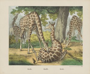 Girafa. / Zsiráf. / Zsiráf (cím a tárgyon) alkotó: firma Joseph Scholz