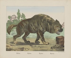 Hiéna. / Hiéna. / Hiéna. / Hiéna (cím a tárgyon) alkotó: firma Joseph Scholz
