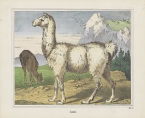 Láma (cím a tárgyon) alkotó: firma Joseph Scholz