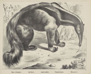 A miénk à antmis. / Hangya-medve. / Hangya medve. / Formicoleone. / Tengerevő (cím a tárgyon)