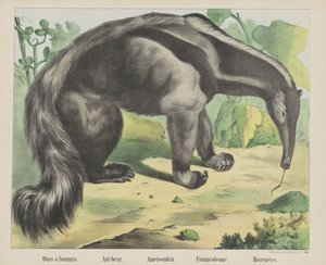 A miénk à antmis. / Hangya-medve. / Hangya medve. / Formicoleone. / Tengerevő (cím a tárgyon)