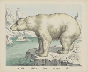 Miénk polaire / Jegesmedve / Eisbär / Orso bianco. / Ijsbeer (cím a tárgyon) alkotó: firma Joseph Scholz
