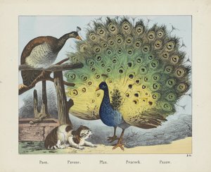 Paon. / Pavone. / Pfau. / Páva. / Paauw (cím az objektumon)