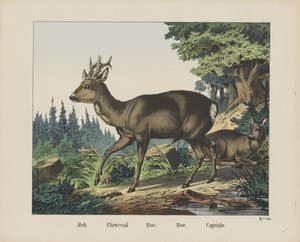 Reh. / Chevreuil. / Roe. / Ree. / Capriulo (cím a tárgyon) alkotó: firma Joseph Scholz