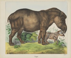 Tapir (cím az objektumon) alkotó: firma Joseph Scholz