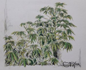 YUCA PLANT