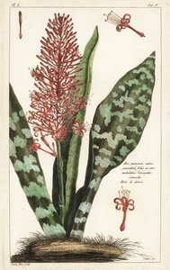 Afrikai bowstring kender, Sansevieria hyacinthoides