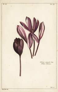 Őszi sáfrány, réti sáfrány vagy meztelen hölgyek, Colchicum autumnale, Linn
