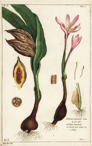 Őszi sáfrány, réti sáfrány vagy meztelen hölgyek, Colchicum autumnale, Linn