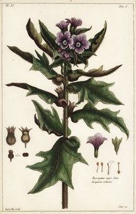 Fekete tyúkól, jusquiame noire, Hyoscyamus niger Linn