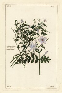 Közönséges jázmin, Jasminum officinale, Linn