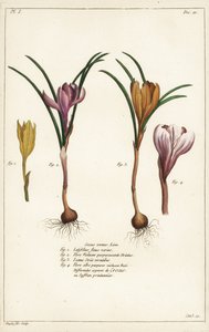 Különböző tavaszi sáfrányfajok, Crocus vernus, Linn