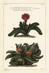 Elkhorn növény, Rhombophyllum dolabriforme (királylevelű fügevirág, Mesembryanthemum dolabriforme)