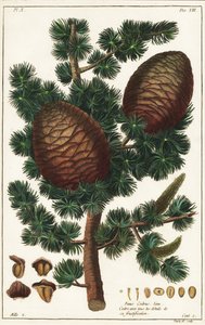 cédrus cédrus