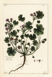 Alacsony mályva vagy kerek levelű mályva, Malva pusilla