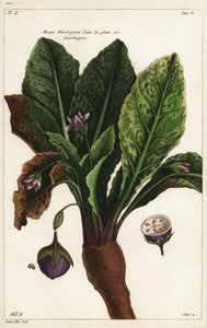 Mandragóra, Mandragora