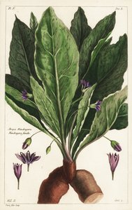 Mandragóra, nőstény, Mandragora officinarum, Atropa mandragora, nőstény mandragóra