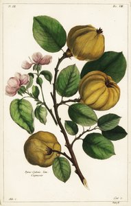 Birsfa és gyümölcs Cydonia oblonga Pyrus cydonia Linn
