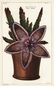 Tengeri csillag virág vagy dögnövény, Stapelia hirsuta Linn