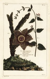 Tengeri csillag növény, Orbea variegata 1 és fehér fecskefű, Vincetoxicum hirundinaria 2 alkotó: the Younger Dupin