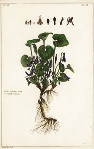Édes ibolya, Viola odorata