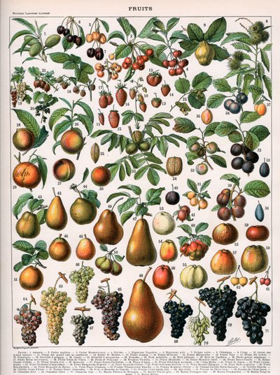 Gyümölcsfajták illusztrációja, 1905-1910 körül (színes litho) alkotó: (after) Alillot