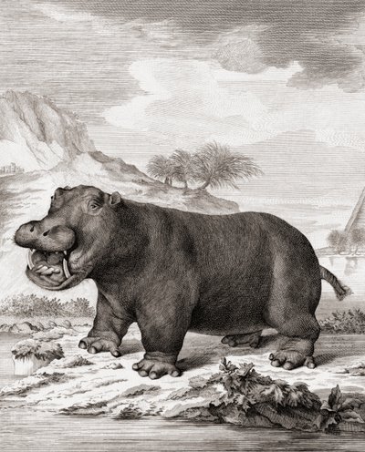 Víziló (Hippopotamus amphibius) alkotó: (after) Dutch School