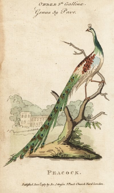 Indiai páva vagy páva, Pavo cristatus alkotó: (after) English School