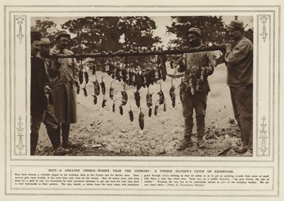 Patkányok, nagyobb lövészárok-gond, mint a németeknél! Egy francia katona fogása a kiállításon (f/w fotó) alkotó: (after) English photographer