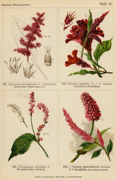 Amarantus Paniculatus, Celosia Argentea, Polygonum Orientale, Polygonum Sphaerostachyum, Polygonum Vacciniifolium (színes litográfia) alkotó: (after) German School