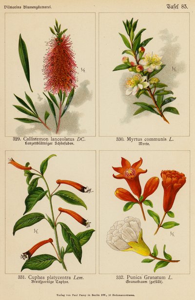 Callistemon Lanceolatus, Myrtus Communis, Cuphea Platycentra, Punica Granatum (színes litográfia) alkotó: (after) German School