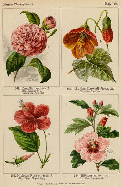 Camellia Japonica, Abutilon Darwinii, Hibiscus Rosa Sinensis, Hibiscus Syriacus (színes litográfia) alkotó: (after) German School