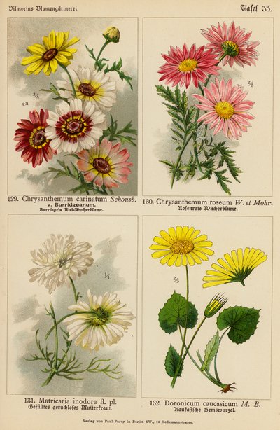 Chrysanthemum Carinatum, Chrysanthemum Roseum, Matricaria Inodora, Doronicum Caucasicum (színes litográfia) alkotó: (after) German School