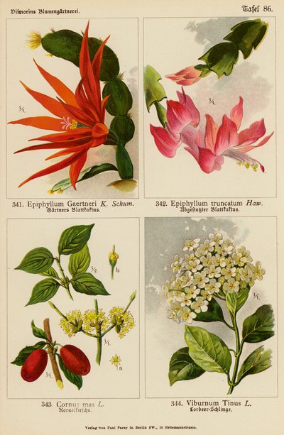 Epiphyllum Gaertneri, Epiphyllum Truncatum, Cornus Mas, Viburnum Tinus (színes litográfia) alkotó: (after) German School