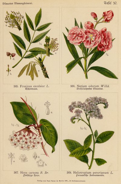 Fraxinus Excelsior, Nerium Odorum, Hoya Carnosa, Heliotropium Peruvianum (színes litográfia) alkotó: (after) German School