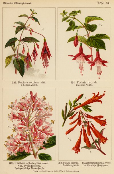 Fuchsia Coccinea, Fuchsia Hybrida, Fuchsia Arborescens, Fuchsia Triphylla, Zauschnera Californica (színes litográfia) alkotó: (after) German School