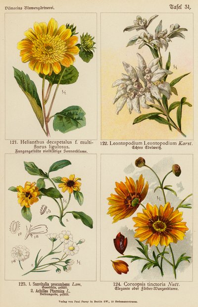 Helianthus Decapetalus, Leontopodium Leontopodium, Sanvitalia Procumbens, Achillea Ptarmica, Coreopsis Tinctoria (színes litho) alkotó: (after) German School