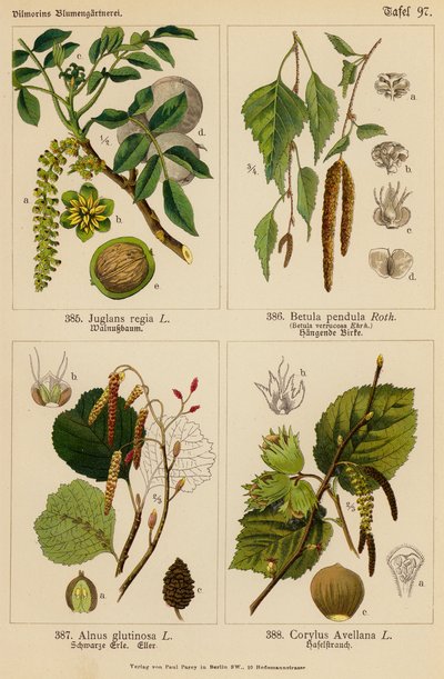 Juglans Regia, Betula Pendula, Alnus Glutinosa, Corylus Avellana (színes litográfia) alkotó: (after) German School