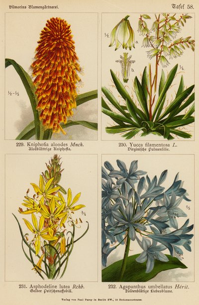 Kniphofia Aloodes, Yucca Filamentosa, Asphodeline Lutea, Agapanthus Umbellatus (színes litográfia) alkotó: (after) German School