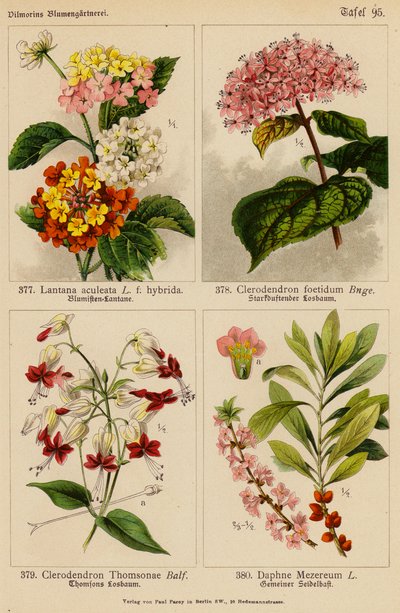 Lantana Aculeata, Clerodendron Foetidum, Clerodendron Thomsonae, Daphne Mezereum (színes litográfia) alkotó: (after) German School
