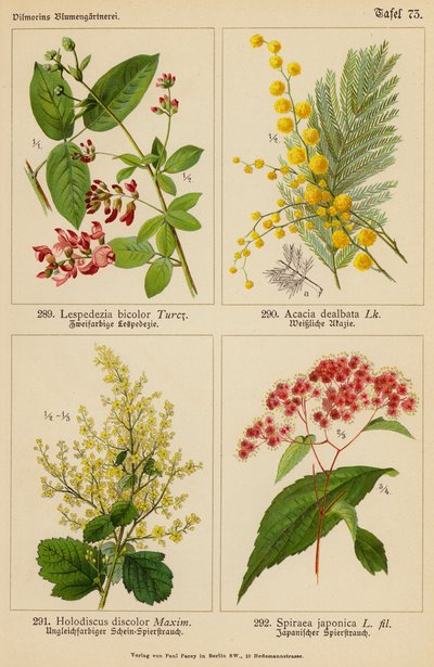 Lespedezia Bicolor, Acacia Dealbata, Holodiscus Discolor, Spiraea Japonica (színes litográfia) alkotó: (after) German School