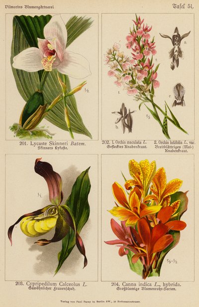 Lycaste Skinneri, Orchis Maculata, Orchis Latifolia, Cypripedilum Calceolus, Canna Indica (színes litó) alkotó: (after) German School