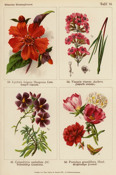 Lychnis Fulgens Haageana, Viscaria Viscosa, Calandrinia Umbellata, Portulaca Grandiflora (színes litográfia) alkotó: (after) German School