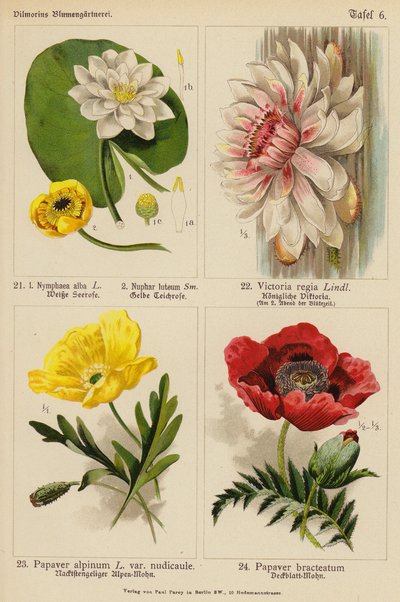 Nymphaea Alba, Nuphar Luteum, Victoria Regia, Papaver Alpinum, Papaver Bracteatum (színes litográfia) alkotó: (after) German School