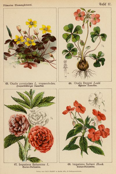 Oxalis Corniculata, Oxalis Deppei, Impatiens Balsamina, Impatiens Sultani (színes litográfia) alkotó: (after) German School